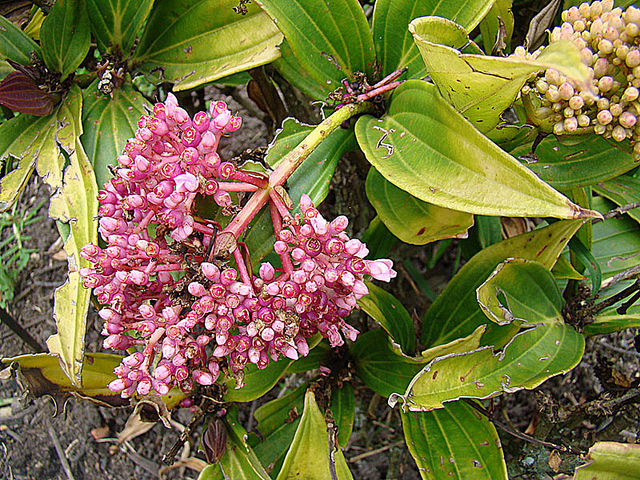 Médinilla magnifique