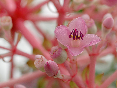 Médinilla magnifique