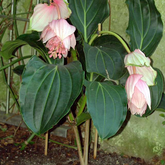 Médinilla magnifique