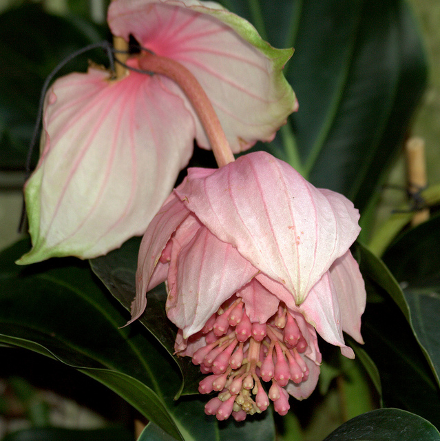 Médinilla magnifique