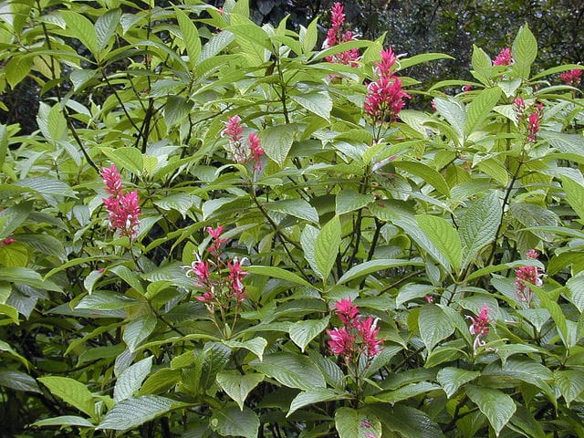 Megaskepasma erythrochlamys