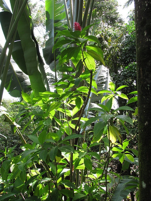 Megaskepasma erythrochlamys