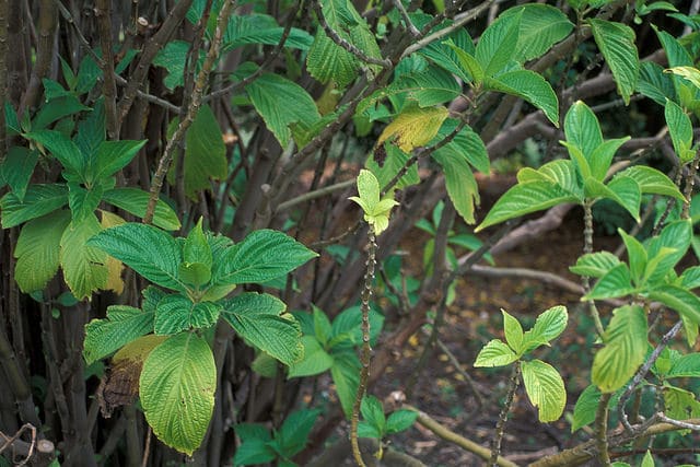 Megaskepasma erythrochlamys