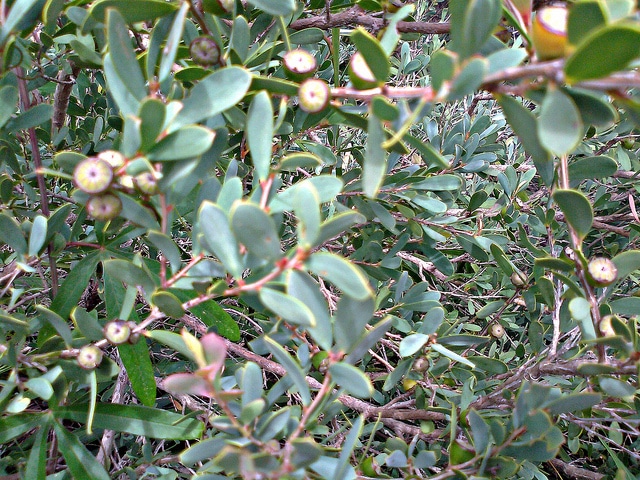Arbre à thé (Melaleuca alternifolia)
