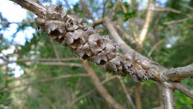 Melaleuca hypericifolia