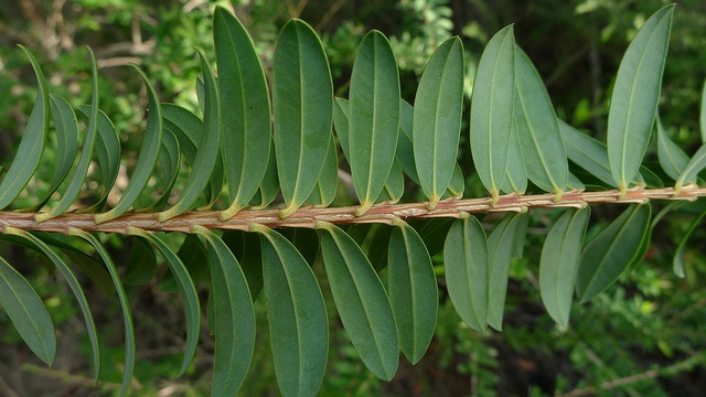 Melaleuca hypericifolia