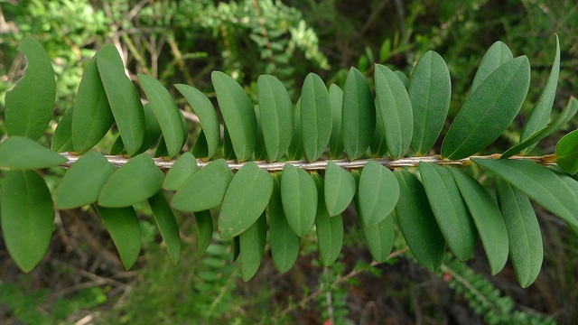 Melaleuca hypericifolia
