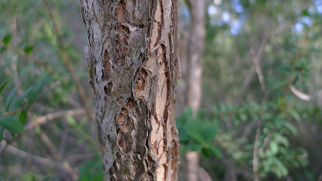 Melaleuca hypericifolia