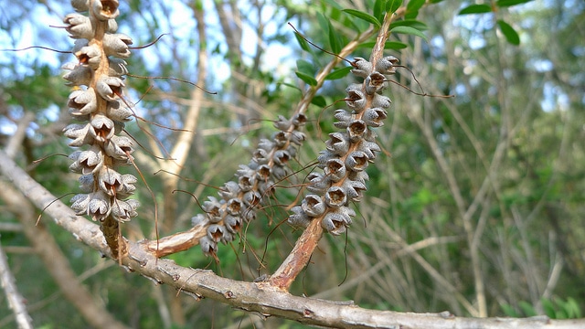 Melaleuca hypericifolia