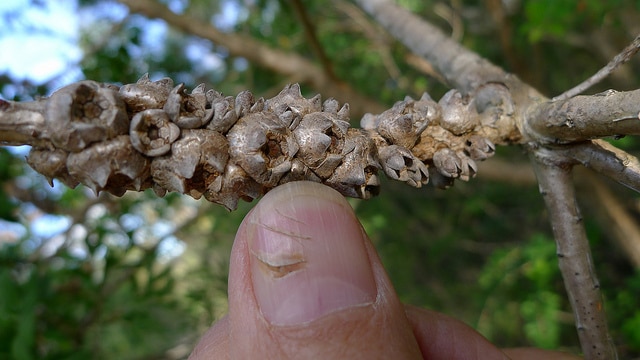 Melaleuca hypericifolia