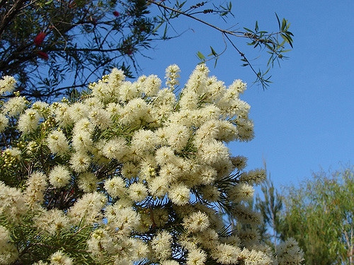 Melaleuca linariifolia
