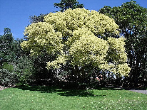 Melaleuca linariifolia