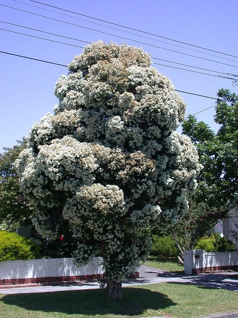 Melaleuca linariifolia