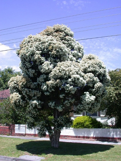 Melaleuca linariifolia