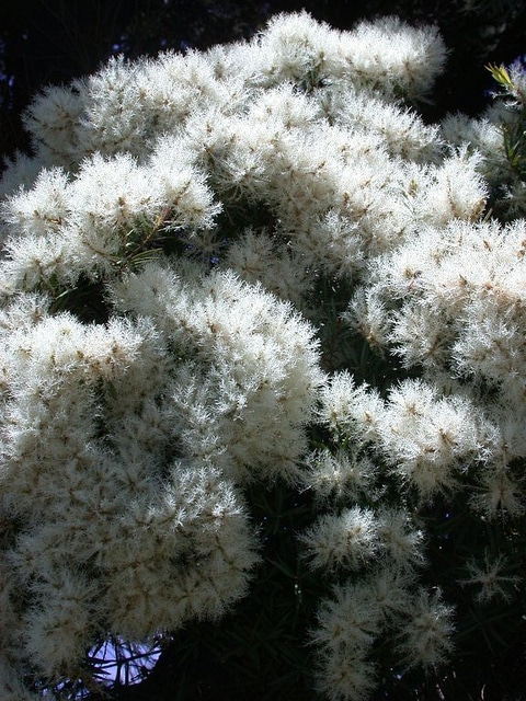 Melaleuca linariifolia