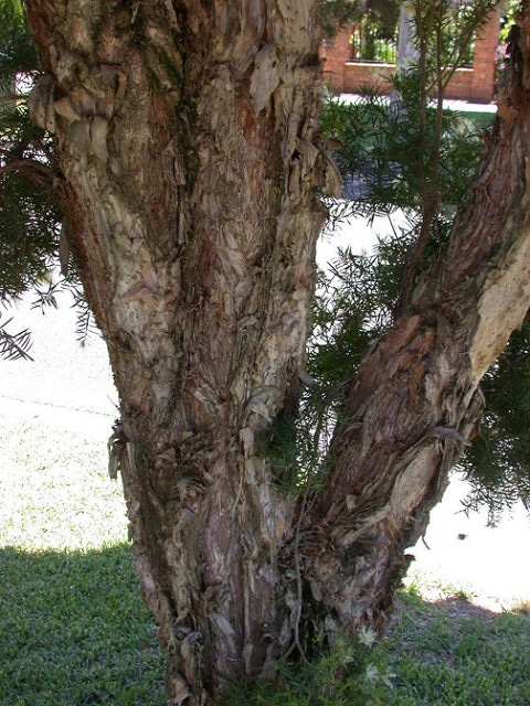Melaleuca linariifolia