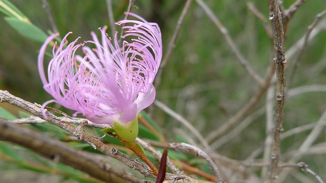 Melaleuca thymifolia