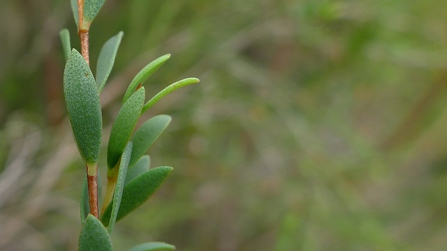 Melaleuca thymifolia