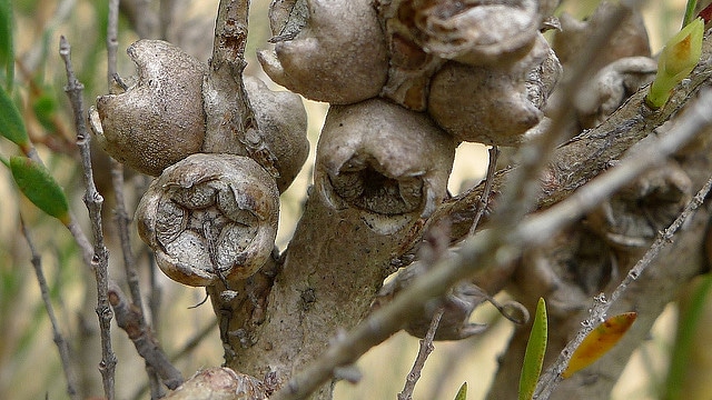 Melaleuca thymifolia