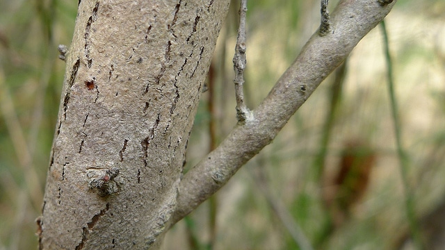 Melaleuca thymifolia