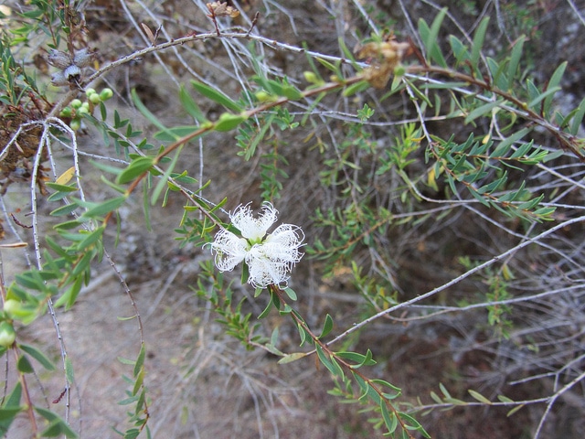 Melaleuca thymifolia