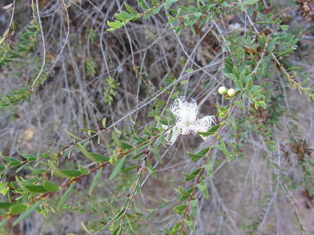 Melaleuca thymifolia (Melaleuca thymifolia)