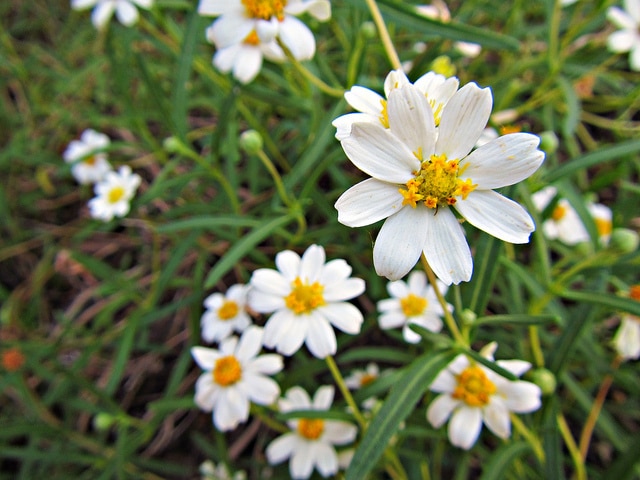 Melampodium leucanthum