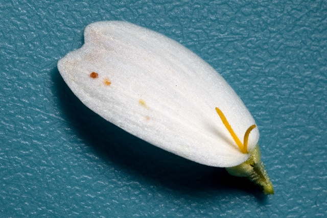 Melampodium leucanthum