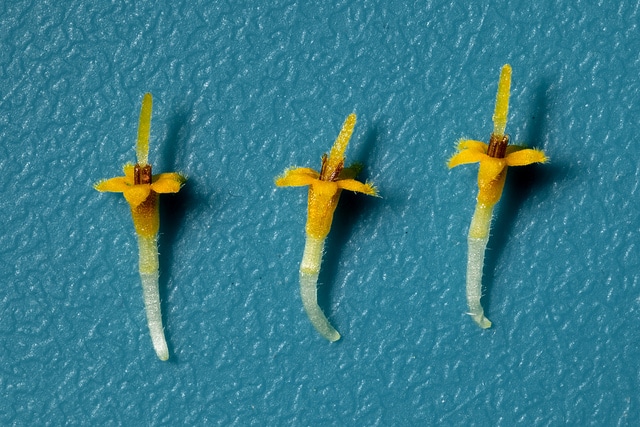 Melampodium leucanthum