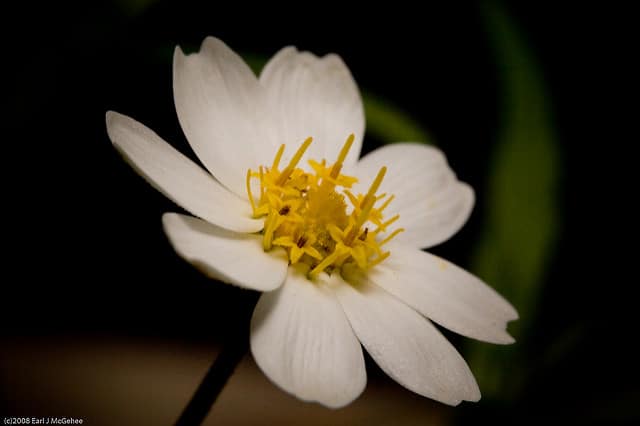 Melampodium leucanthum (Melampodium leucanthum)