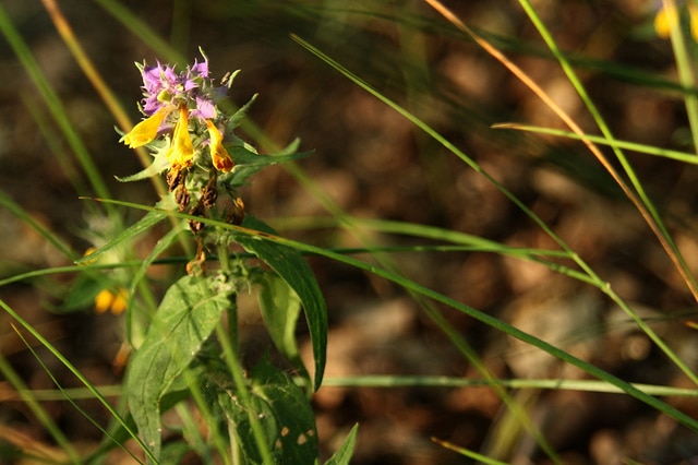 Mélampyre du pays de vaud (Melampyrum nemorosum)
