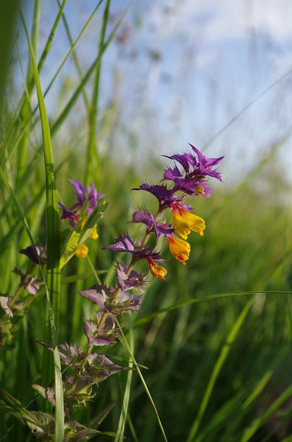 Mélampyre du pays de vaud