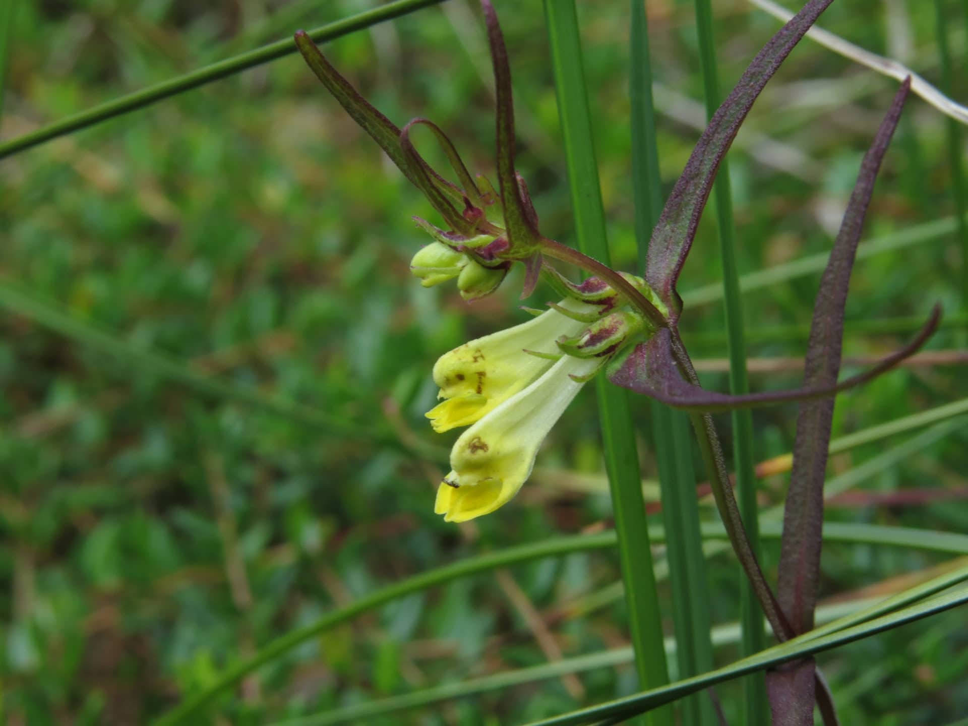 Mélampyre des prés