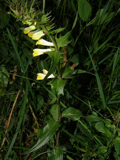 Mélampyre des prés
