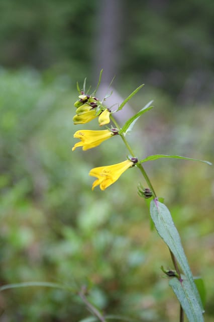 Mélampyre des prés