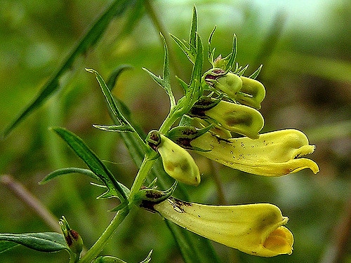 Mélampyre des prés (Melampyrum pratense)