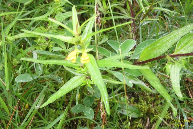 Mélampyre des bois (Melampyrum sylvaticum)