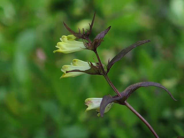 Mélampyre des bois