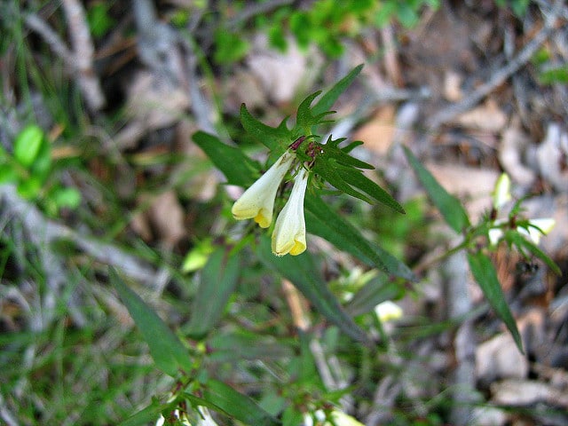 Mélampyre des bois