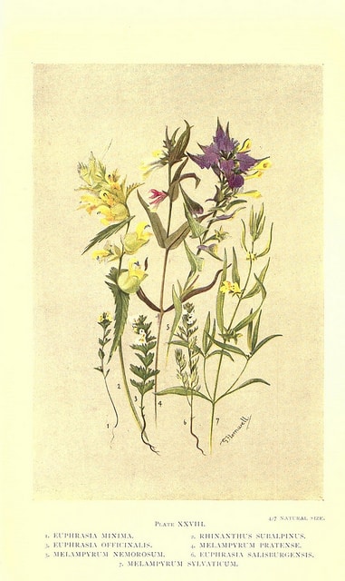 Mélampyre des bois