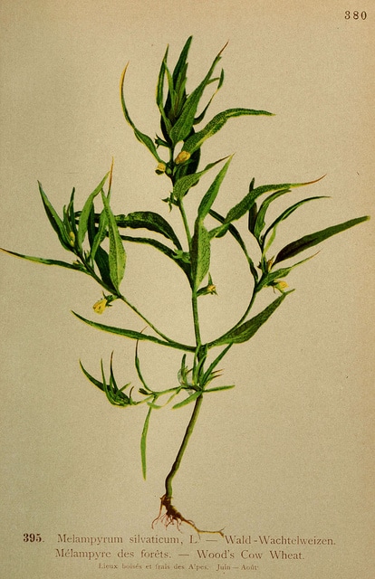 Mélampyre des bois