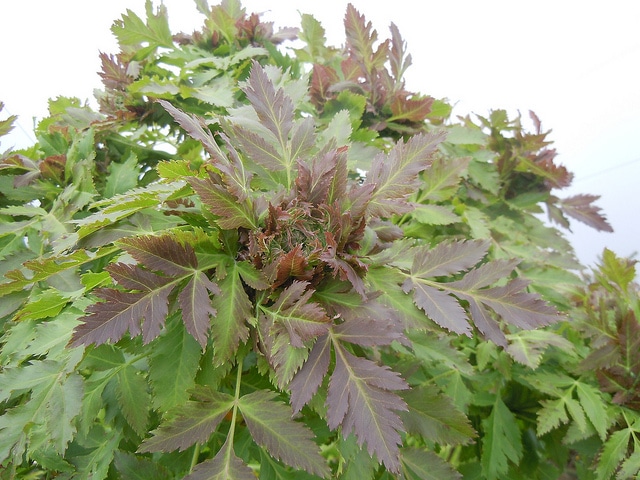 Melanoselinum decipiens