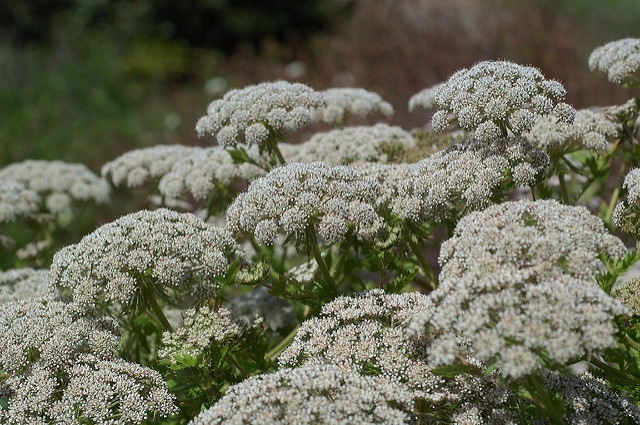 Melanoselinum decipiens