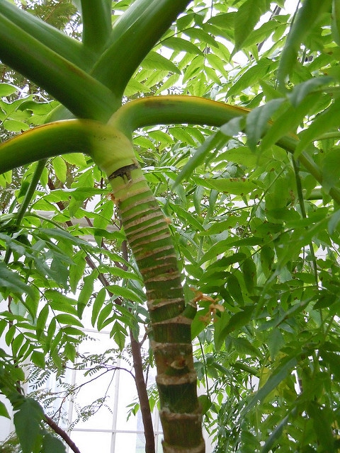 Melanoselinum decipiens
