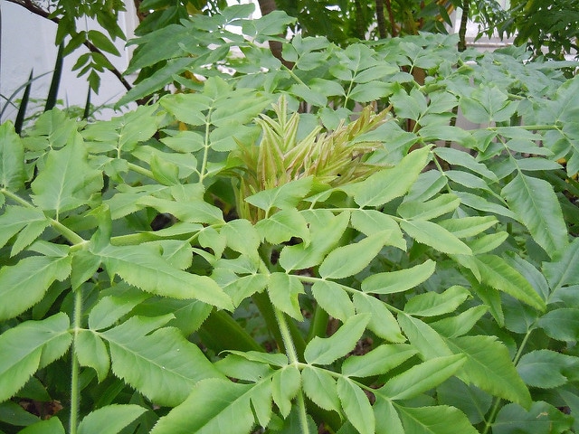 Melanoselinum decipiens