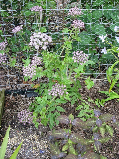 Melanoselinum decipiens
