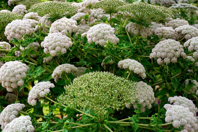 Melanoselinum decipiens