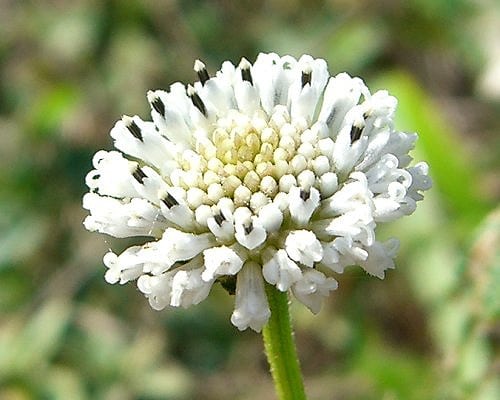 Melanthera nivea
