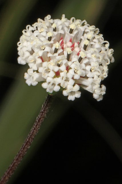 Melanthera nivea