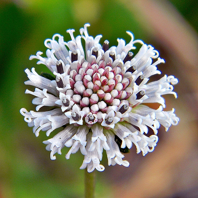 Melanthera nivea